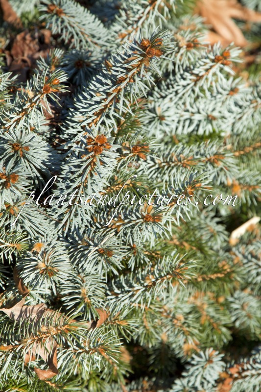 Picea glauca ‘Blue Planet’