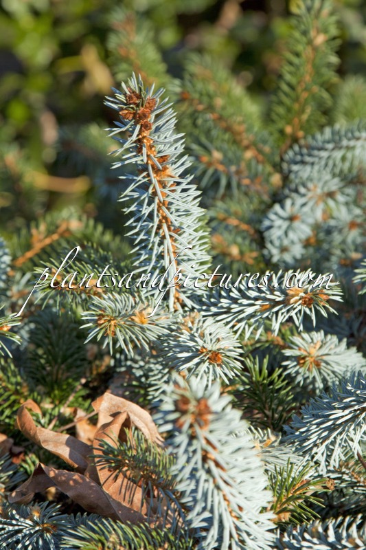 Picea glauca ‘Blue Planet’