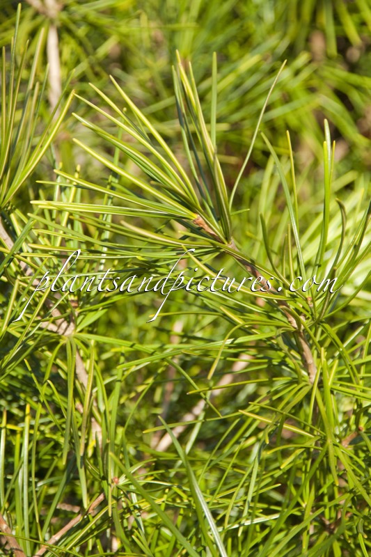 Sciadopitys verticillata