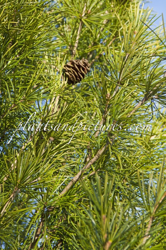 Sciadopitys verticillata