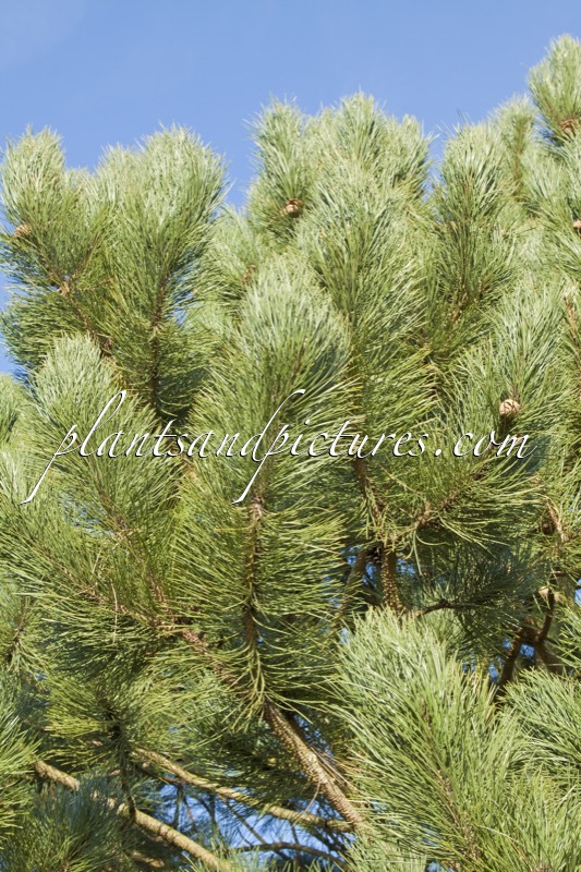 Pinus nigra ‘Géant de Suisse’