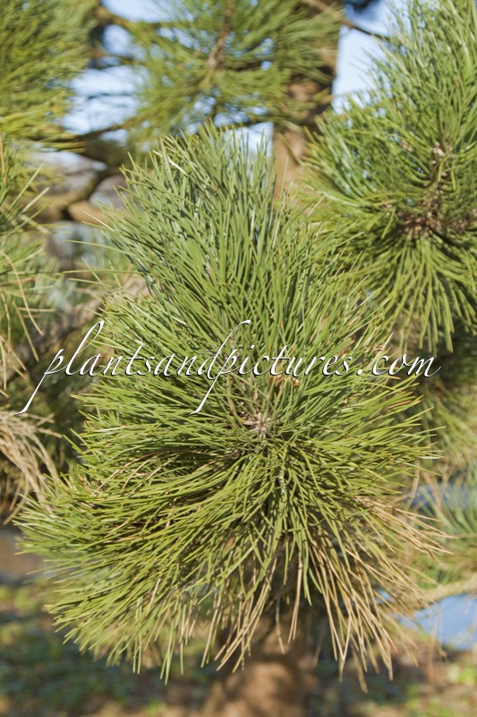 Pinus nigra ‘Géant de Suisse’