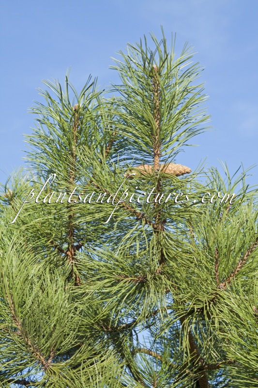 Pinus nigra ‘Hornibrookiana’