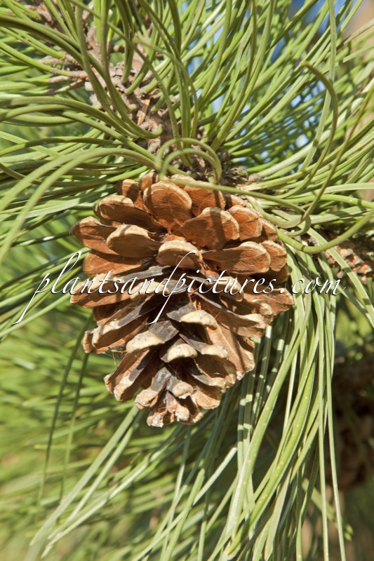 Pinus nigra ‘Hornibrookiana’
