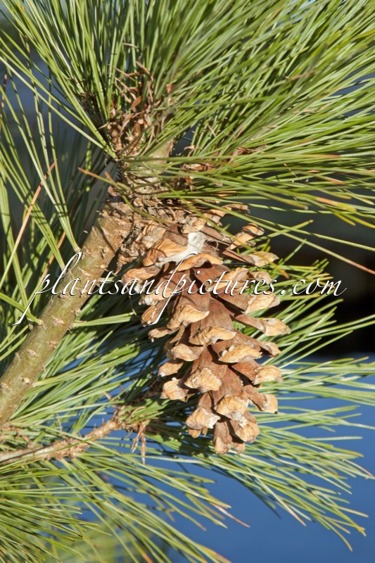 Pinus cembra ‘Gloria Margaret’