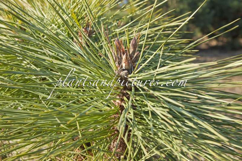 Pinus jeffreyi ‘Joppi’