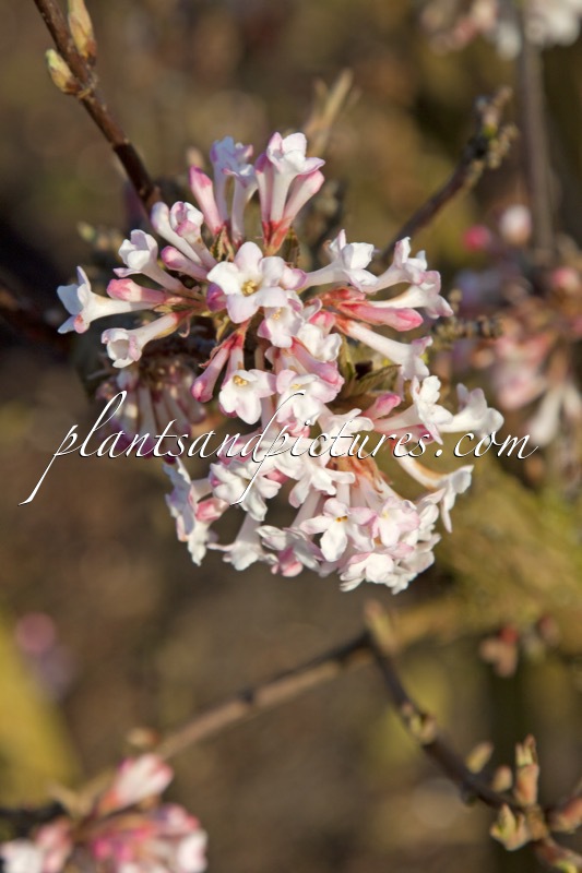 Viburnum bodnantense ‘Charles Lamont’