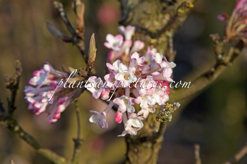 Viburnum bodnantense ‘Charles Lamont’