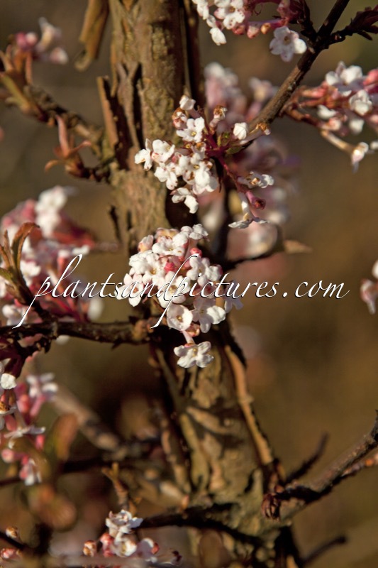 Viburnum farreri ‘Farrer’s Pink’