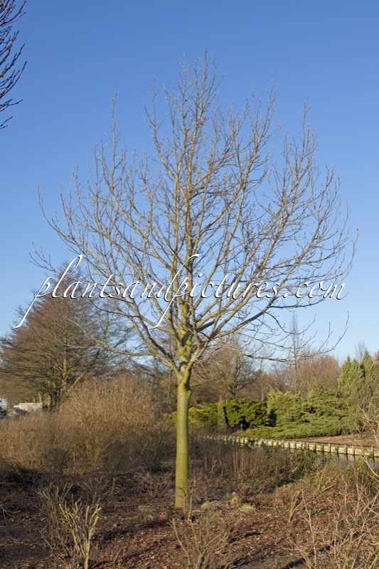 Pterocarya rhoifolia ‘Bokravention’ (KYOTO CONVENTION)