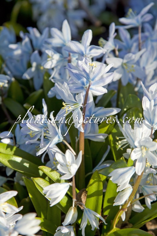 Camassia