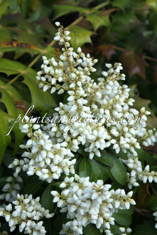 Pieris japonica ‘White Pearl’