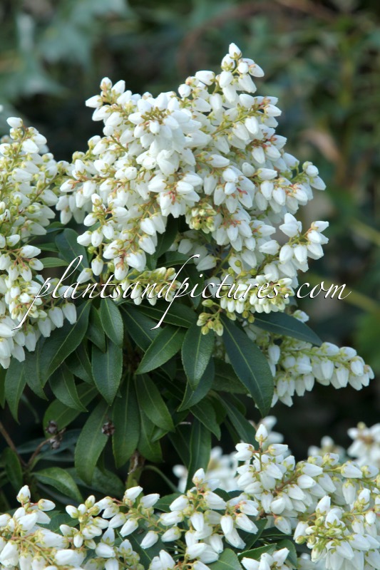 Pieris japonica ‘White Pearl’