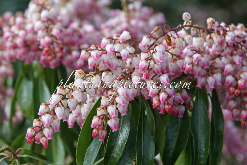 Pieris japonica ‘Valley Rose’