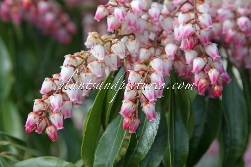 Pieris japonica ‘Valley Rose’