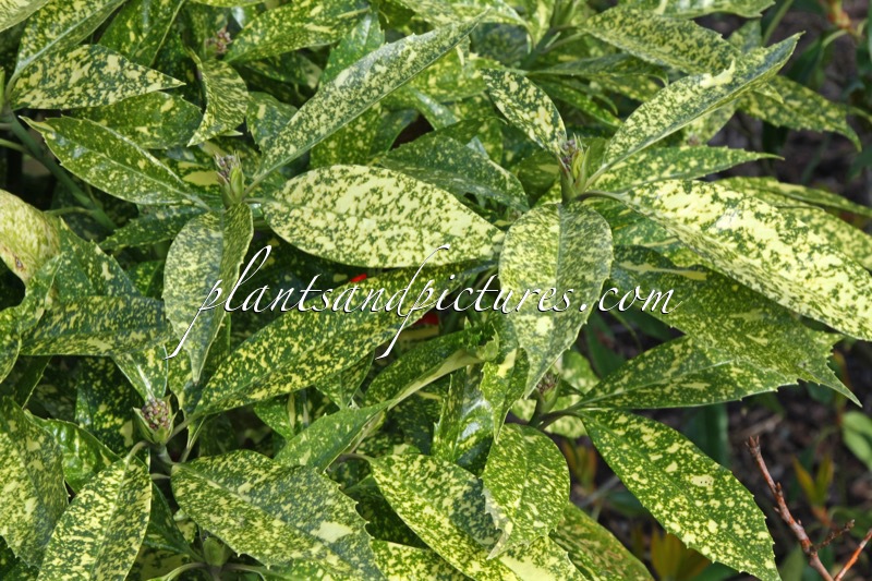 Aucuba japonica ‘Hélène’