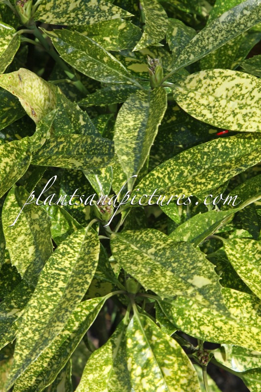 Aucuba japonica ‘Hélène’