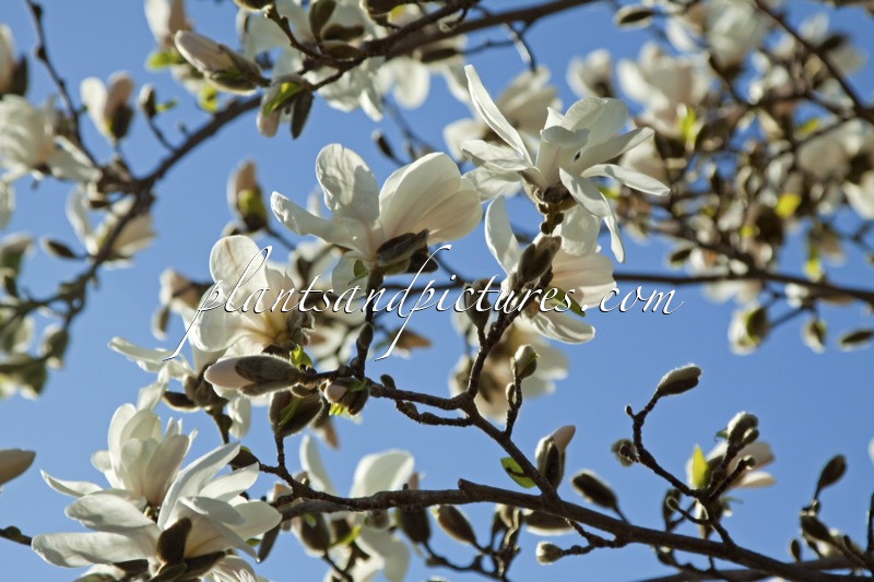 Magnolia loebneri ‘Merrill’