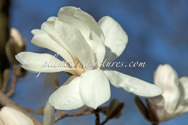Magnolia loebneri ‘Merrill’