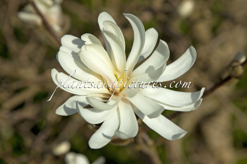 Magnolia stellata ‘Royal Star’