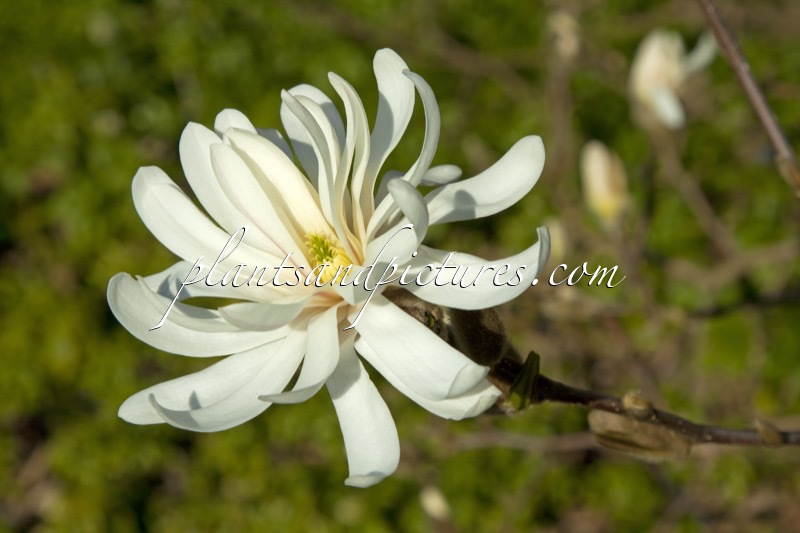 Magnolia stellata ‘Royal Star’
