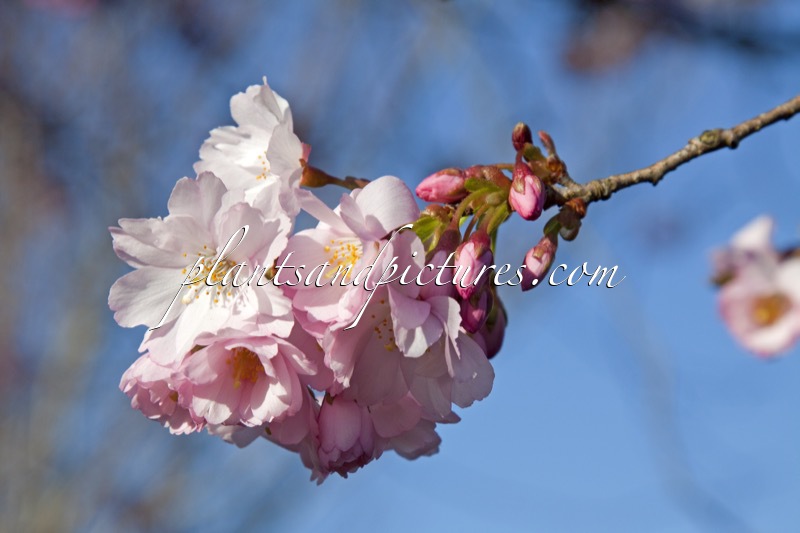 Prunus ‘Accolade’