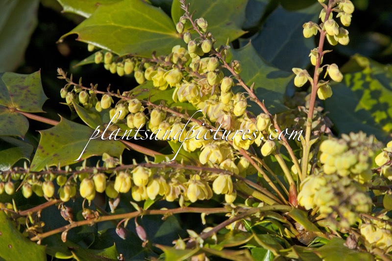 Mahonia japonica ‘Hivernant’