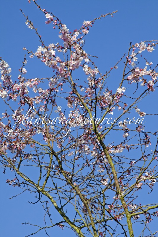 Prunus subhirtella ‘Autumnalis Rosea’
