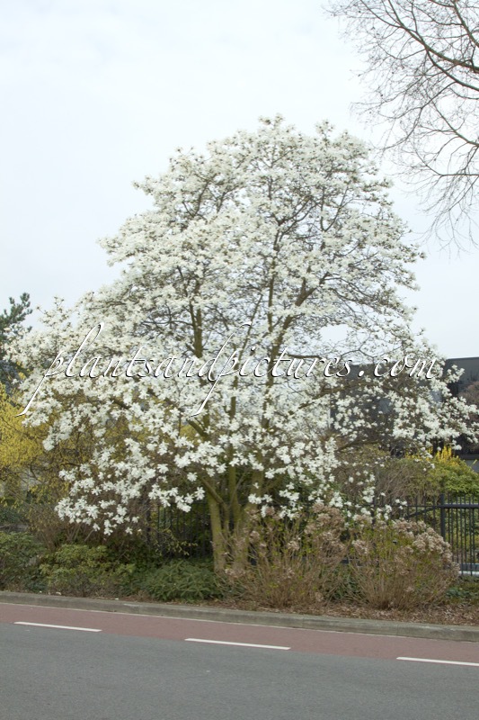 Magnolia loebneri ‘Merrill’