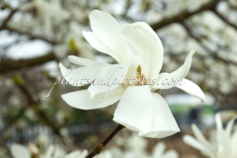 Magnolia loebneri ‘Merrill’