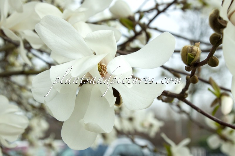 Magnolia loebneri ‘Merrill’