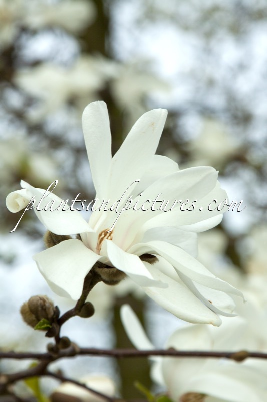 Magnolia loebneri ‘Merrill’