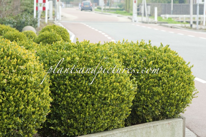 Buxus sempervirens