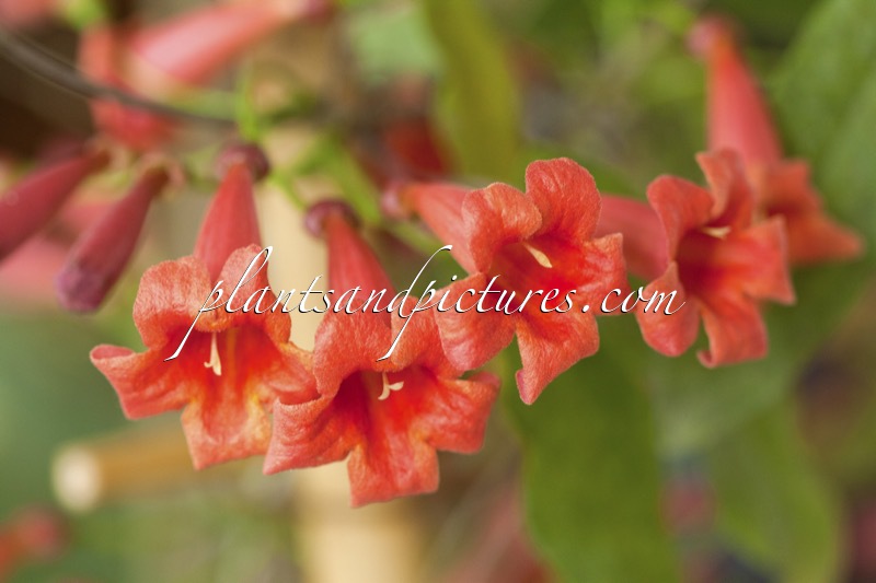 Bignonia capreolata ‘Atrosanguinea’