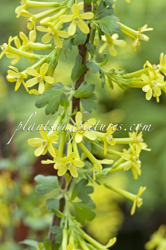 Ribes odoratum