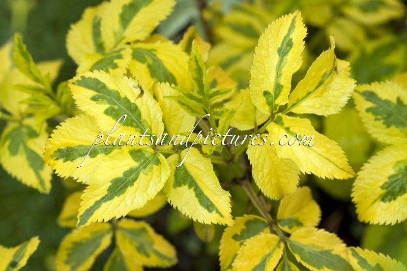 Sambucus nigra ‘Madonna’