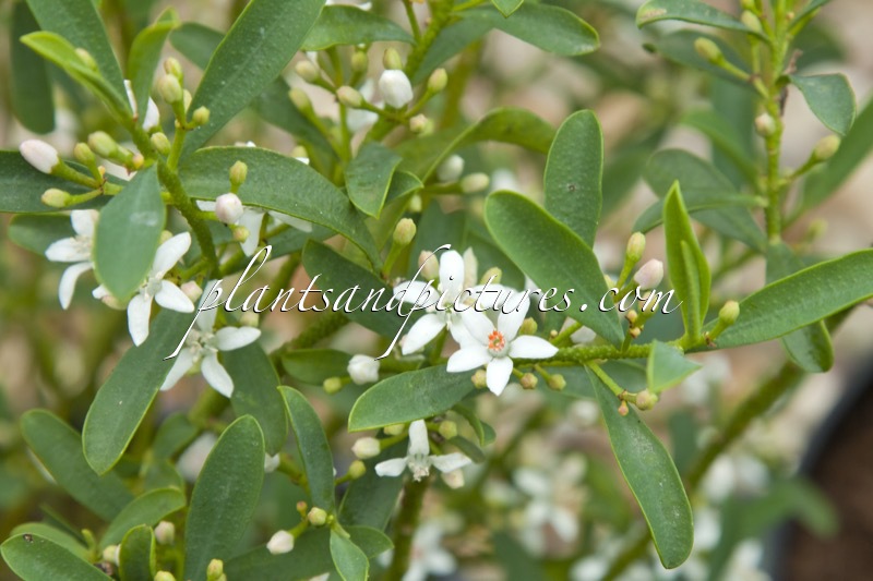 Eriostemon myoporoides