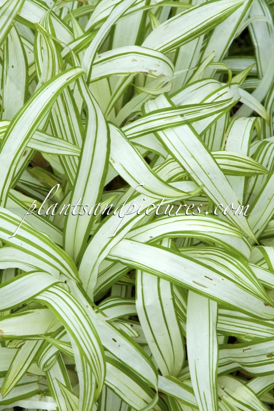 Carex siderosticha ‘Shiro’