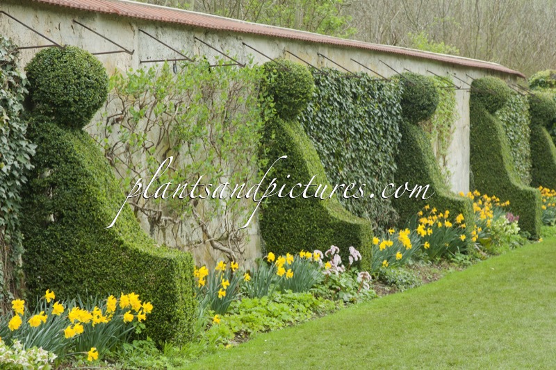 Buxus sempervirens