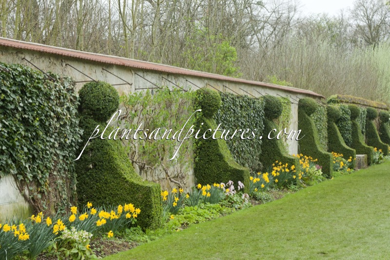Buxus sempervirens
