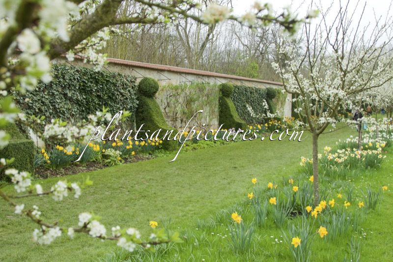 Buxus sempervirens