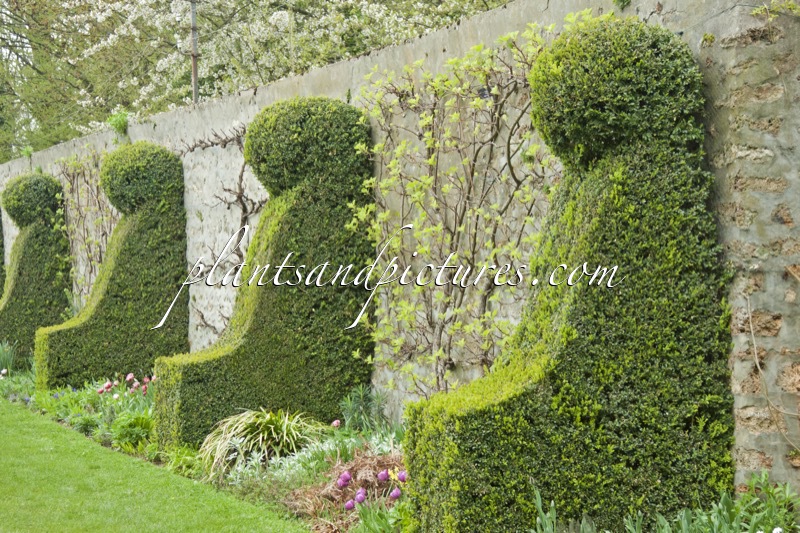 Buxus sempervirens