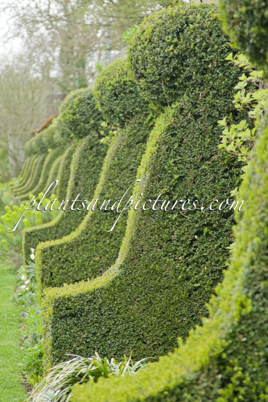 Buxus sempervirens