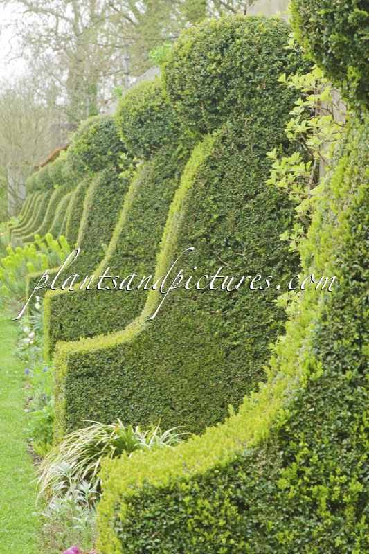 Buxus sempervirens