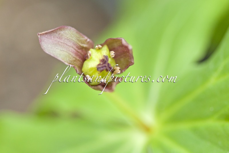 Trillium apetalon