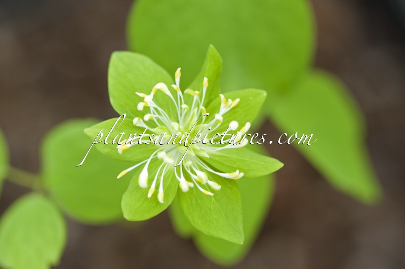 Anemonella thalictroides ‘Green Hurricane’