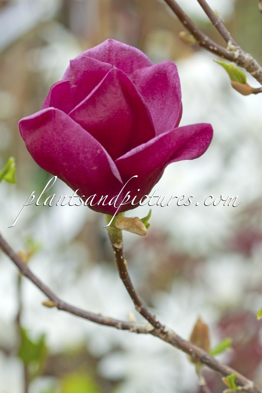 Magnolia ‘Genie’