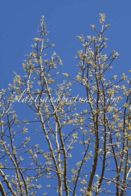 Populus canescens