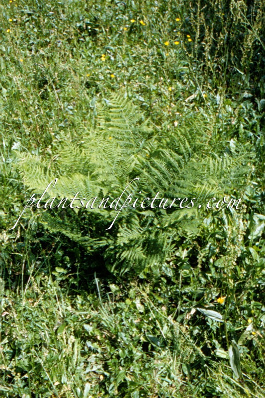 Athyrium filix-femina