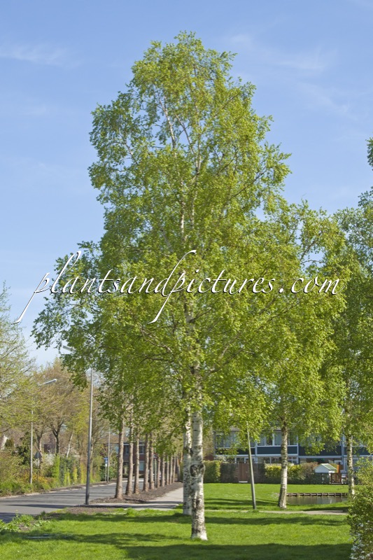 Betula pendula